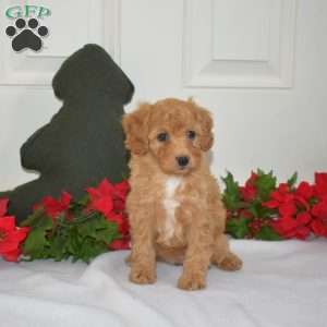 Lacy, Miniature Poodle Puppy