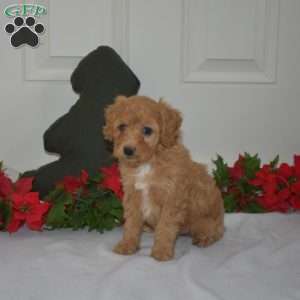 Lacy, Miniature Poodle Puppy