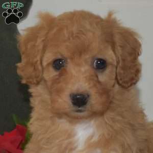 Lacy, Miniature Poodle Puppy