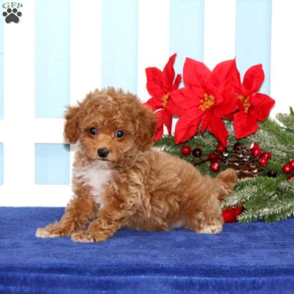 Lacy, Toy Poodle Puppy