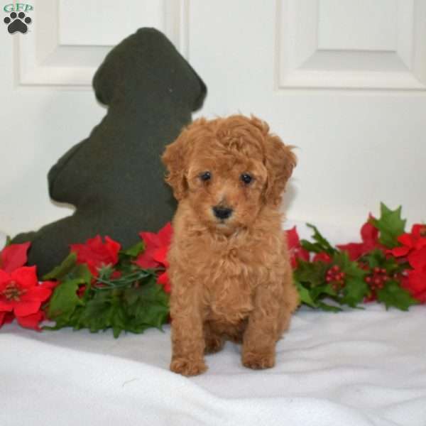 Lady, Miniature Poodle Puppy