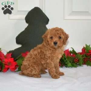 Lady, Miniature Poodle Puppy