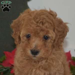 Lady, Miniature Poodle Puppy