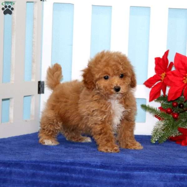 Lady, Toy Poodle Puppy