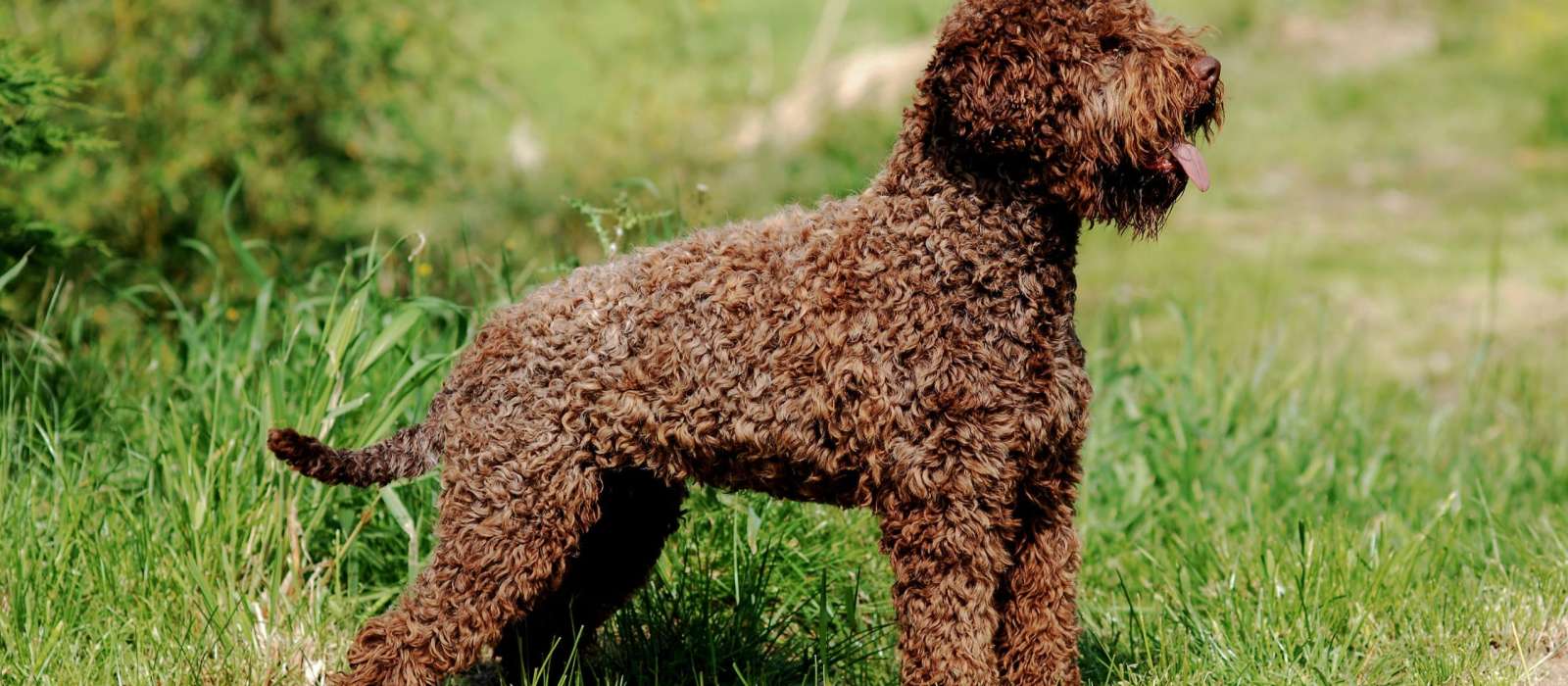 Lagotto Romagnolo dog standing in grass