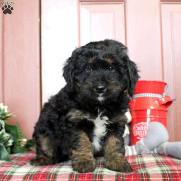 Laken, Mini Bernedoodle Puppy