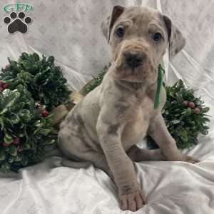 Lando, Great Dane Puppy