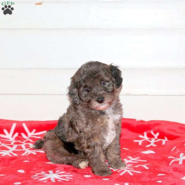 Landon, Mini Labradoodle Puppy