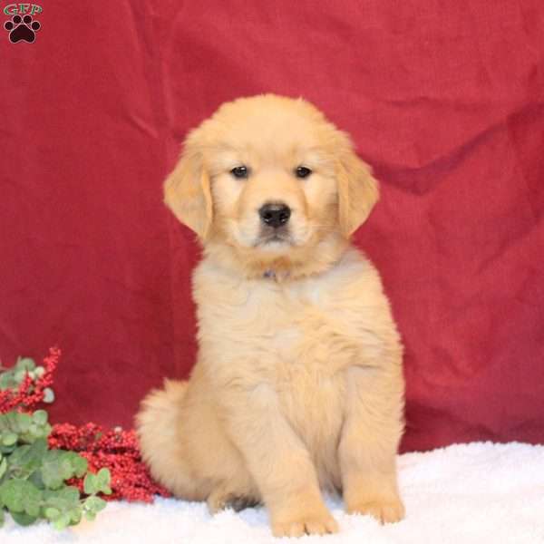 Landon, Golden Retriever Puppy