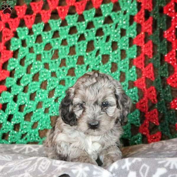 Landon, Cockapoo Puppy