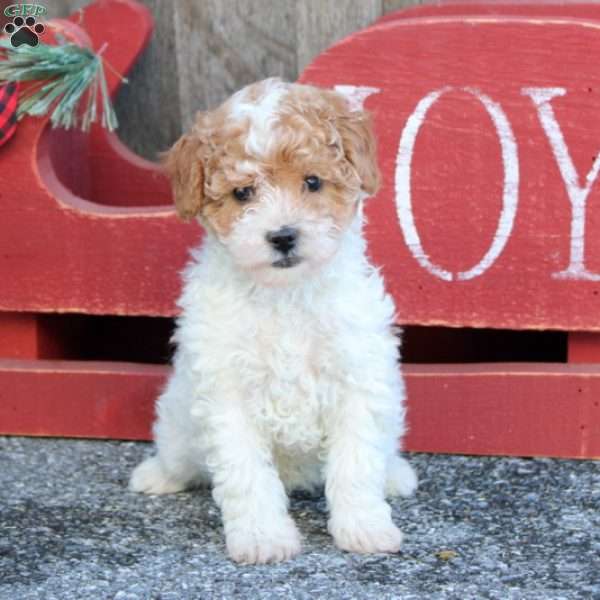 Landon, Toy Poodle Puppy