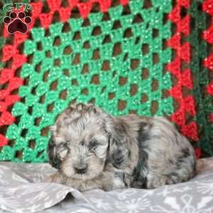 Landon, Cockapoo Puppy