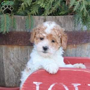 Landon, Toy Poodle Puppy