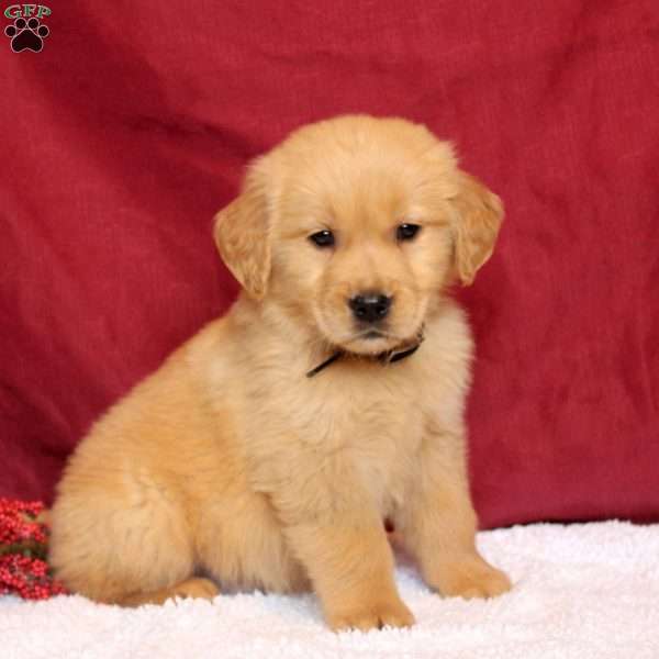 Lane, Golden Retriever Puppy