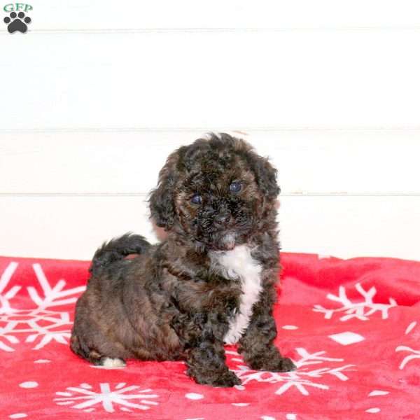 Lark, Mini Labradoodle Puppy