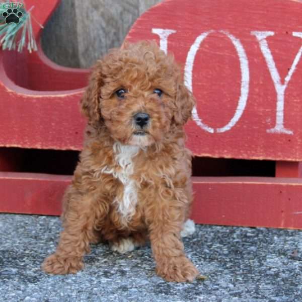 Lashes, Toy Poodle Puppy