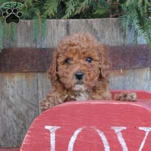 Lashes, Toy Poodle Puppy