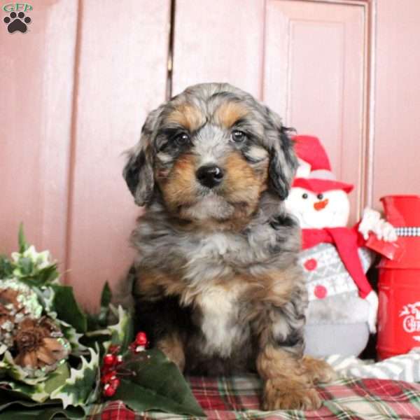 Laurel, Mini Bernedoodle Puppy