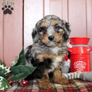 Laurel, Mini Bernedoodle Puppy