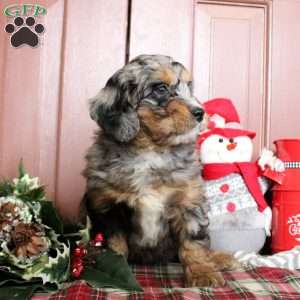 Laurel, Mini Bernedoodle Puppy