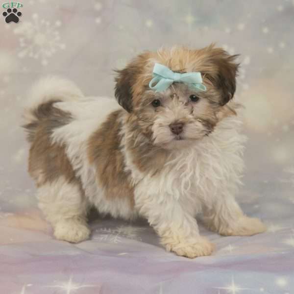 Layla, Havanese Puppy