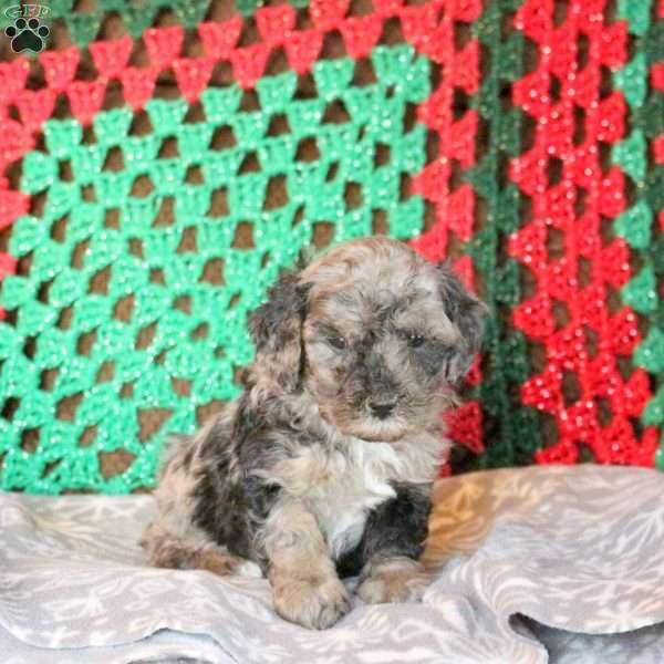 Layla, Cockapoo Puppy