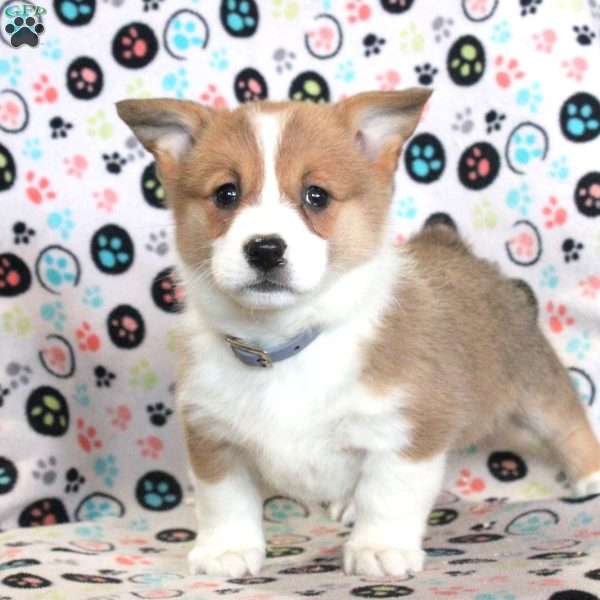 Leah, Pembroke Welsh Corgi Puppy