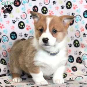 Leah, Pembroke Welsh Corgi Puppy