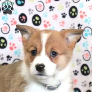 Leah, Pembroke Welsh Corgi Puppy