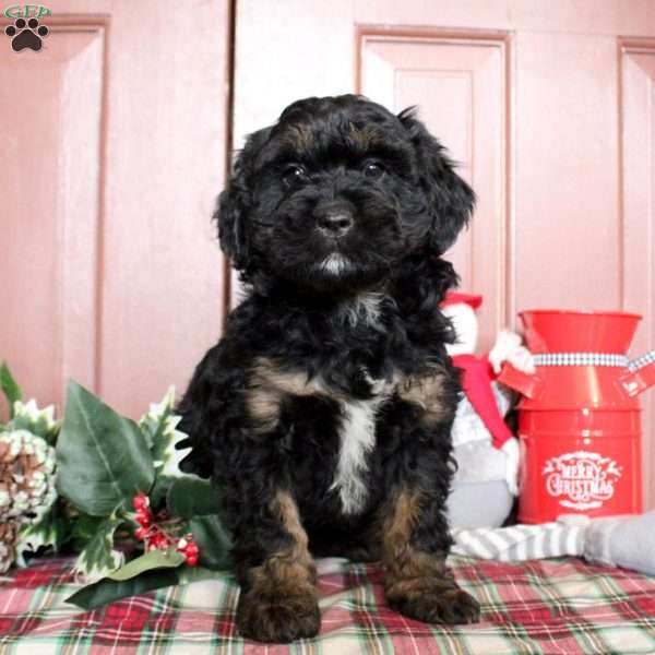 Lee, Mini Bernedoodle Puppy