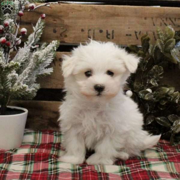 Lee, Maltese Puppy