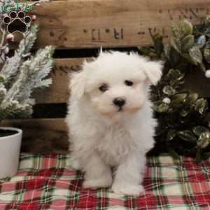 Lee, Maltese Puppy