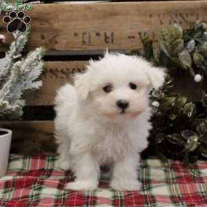 Lee, Maltese Puppy