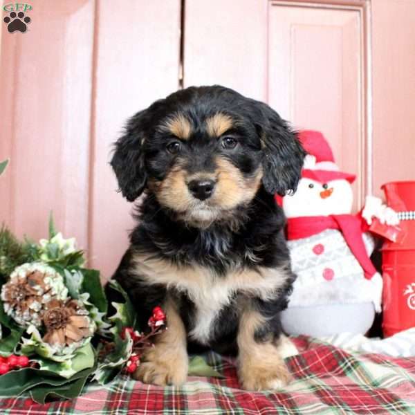 Leisha, Mini Bernedoodle Puppy