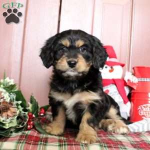 Leisha, Mini Bernedoodle Puppy