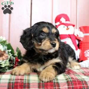 Leisha, Mini Bernedoodle Puppy