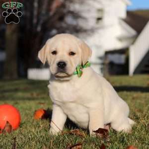 Lenny, Yellow Labrador Retriever Puppy