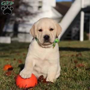 Lenny, Yellow Labrador Retriever Puppy