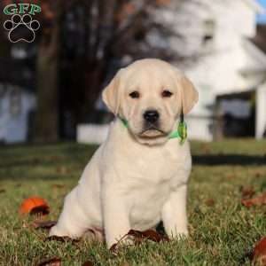 Lenny, Yellow Labrador Retriever Puppy