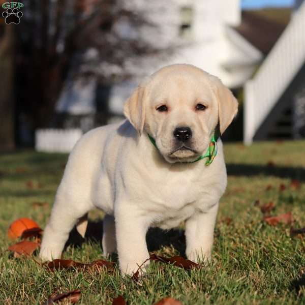 Lenny, Yellow Labrador Retriever Puppy