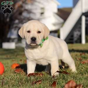 Lenny, Yellow Labrador Retriever Puppy