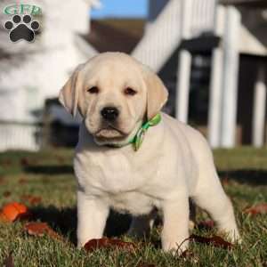 Lenny, Yellow Labrador Retriever Puppy