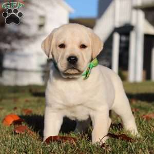 Lenny, Yellow Labrador Retriever Puppy