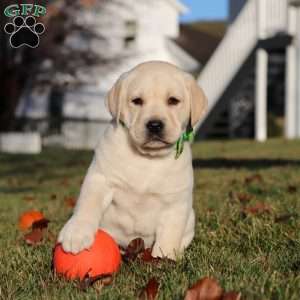 Lenny, Yellow Labrador Retriever Puppy