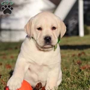 Lenny, Yellow Labrador Retriever Puppy