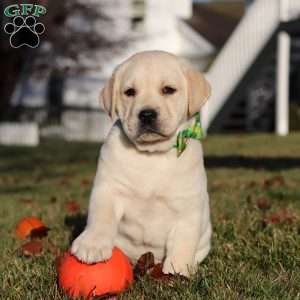 Lenny, Yellow Labrador Retriever Puppy