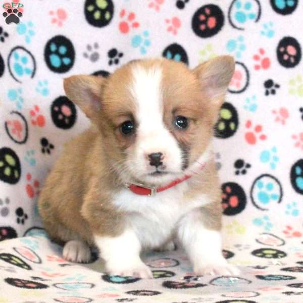 Lenny, Pembroke Welsh Corgi Puppy