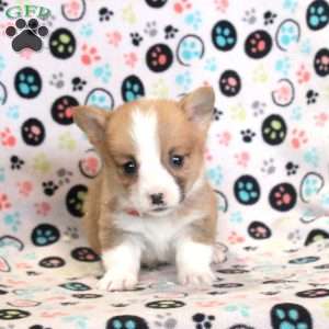 Lenny, Pembroke Welsh Corgi Puppy