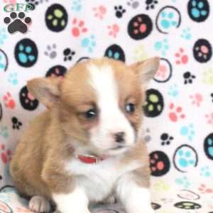 Lenny, Pembroke Welsh Corgi Puppy