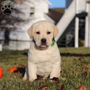 Lenny, Yellow Labrador Retriever Puppy